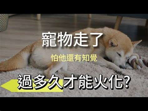 狗死後處理|【寵物離世】別慌！瞭解4大禁忌/處理方式/火化費用 與牠體面告別